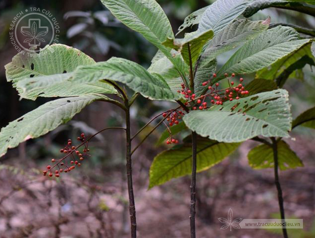 Ardisia silvestris